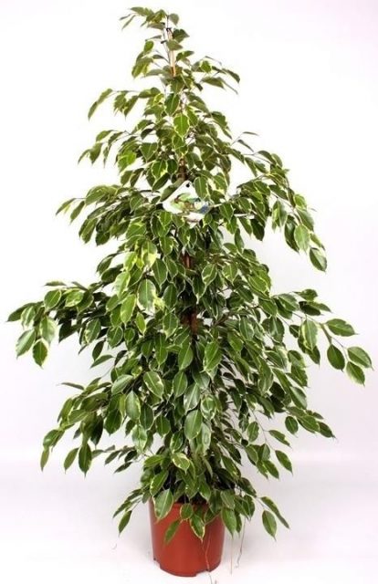 Фикус Бенджамина Голден Кинг 27x140