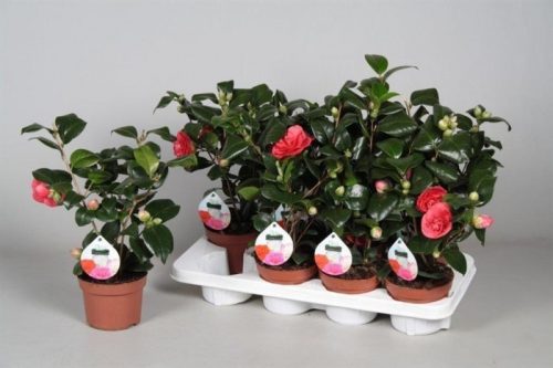 Камелия японская Леди Кэмпбелл 12x30