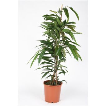 Фикус Биннедика Амстел Кинг 35x140