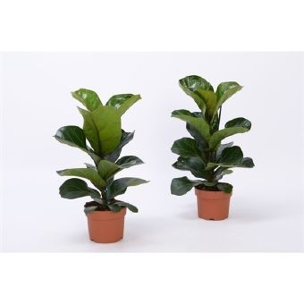 Фикус Лирата Бамбино 12x35
