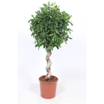 Фикус Бенджамина Нитида спираль 30x130