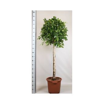 Фикус Бенджамина Нитида штамбовый 40x180