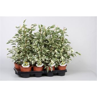 Фикус Бенджамина Твайлайт 24x130