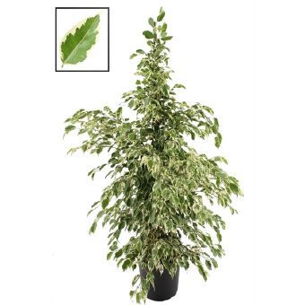 Фикус Бенджамина Твайлайт Экстра 24x140