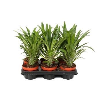 Пахиподиум Ламера 12x30