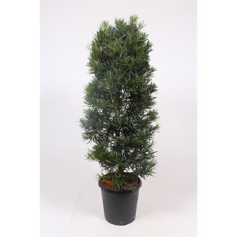 Подокарпус Крупнолистный (Podocarpus Macrophyllus) 40x180