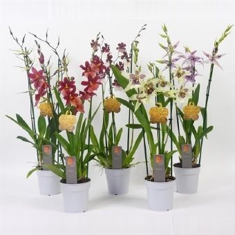 Камбрия 3 ствола 12x50