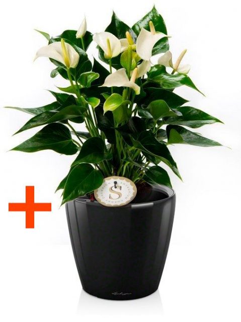 Антуриум Андрианум белый + Кашпо Lechuza Classico LS 21