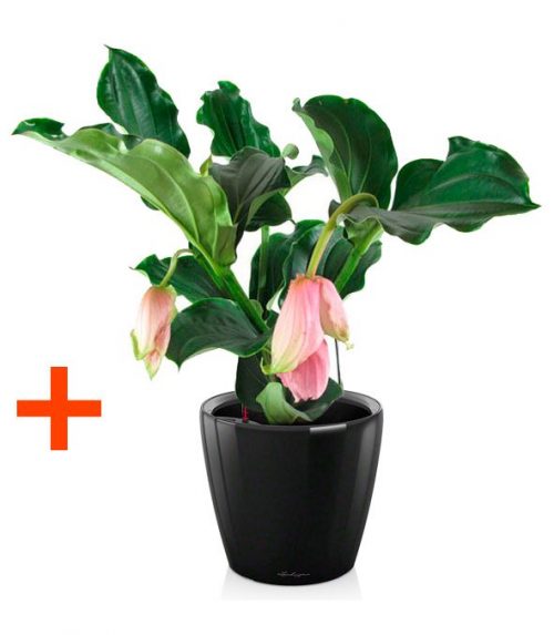 Мединилла Магнифика + Кашпо Lechuza Classico LS 28