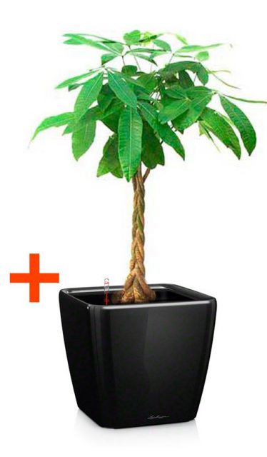 Пахира Акватика + Кашпо Lechuza Quadro LS 43