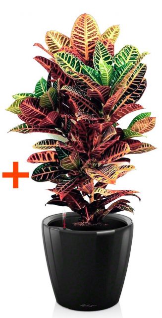 Кодиеум Петра + Кашпо Lechuza Classico LS 43
