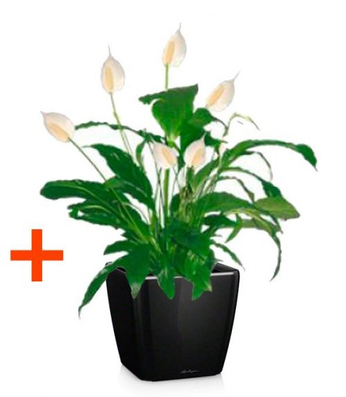 Спатифиллум (2 шт.) + Кашпо Lechuza Quadro LS 21