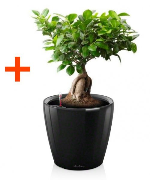 Фикус Микрокарпа Гинсенг + Кашпо Lechuza Classico LS 21