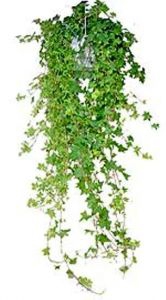 Хедера хеликс 23x80