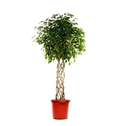Фикус Бенджамина Экзотика цилиндр 30x140