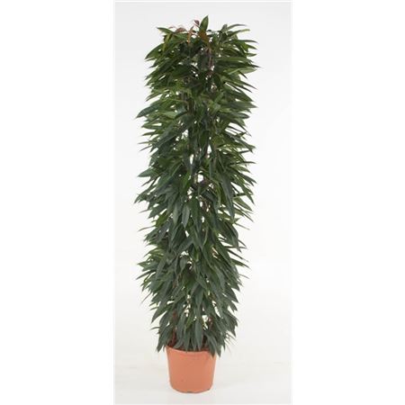 Фикус Биннедика Али Кинг на решетке 40x220