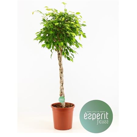 Фикус Бенджамина Экзотика плетеный ствол 30x150