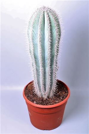 Пахицереус Прингла (Pachycereus Pringley) 32x100