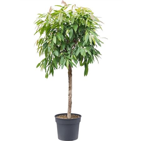 Фикус Биннедика Амстел Кинг 1 ствол 55x300