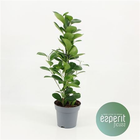 Фикус Микрокарпа Мокламе 24x135
