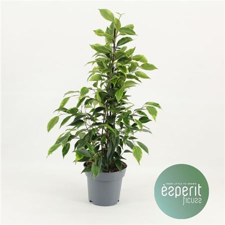 Фикус Бенджамина Анастасия 21x100