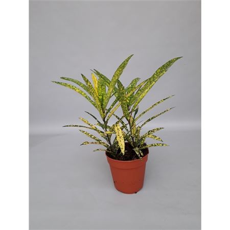 Кодиеум Голд Стар 12x30
