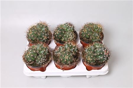 Мелокактус групповой 13x20