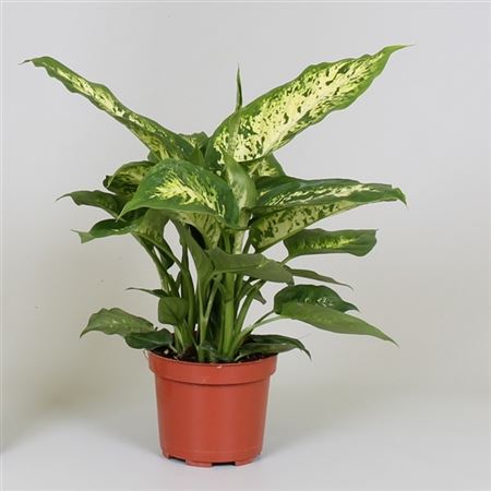 Диффенбахия Компакта 12x30
