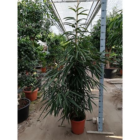 Фикус Биннедика Али 45x240
