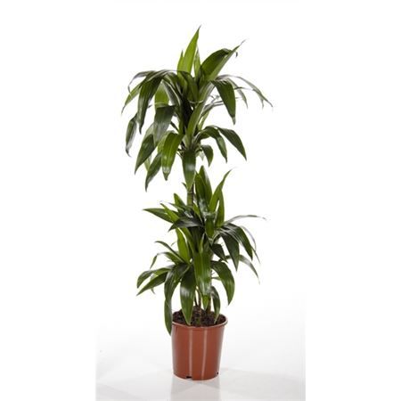 Драцена джанет крейг 3 ствола 24x150