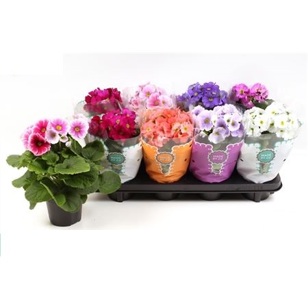 Примула Обконика 12x30
