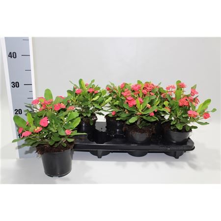 Молочай Милиуса 13x30