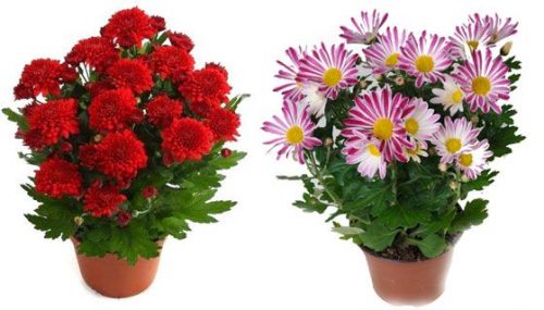 Хризантема 12x20