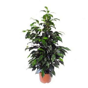 Фикус Бенджамина Даниэль Зеленый 27x140