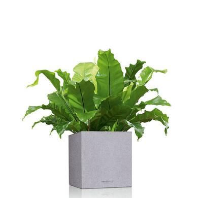Lechuza Canto Stone Low Светло-Бежевый 30x30x30