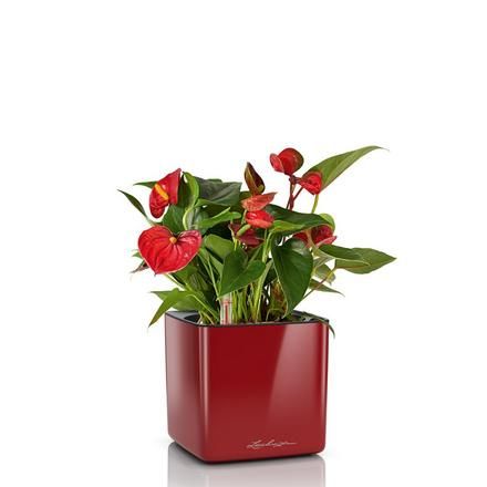 Lechuza CUBE Glossy 14x14x14 Красный Глянцевый