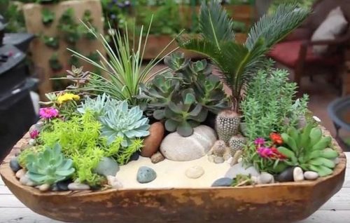 Суккуленты и кактусы